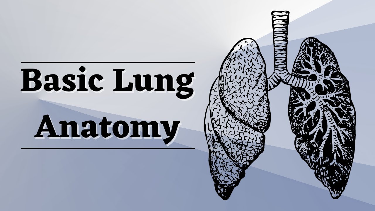 Basic Lung Anatomy for Nursing Students YouTube