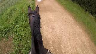 Hack Out With Lots Of Cantering