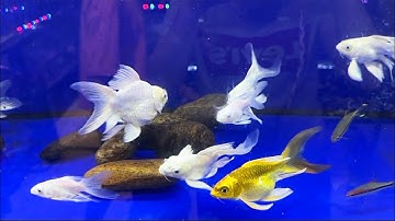 Ngắm đàn cá chép sư tử đẹp