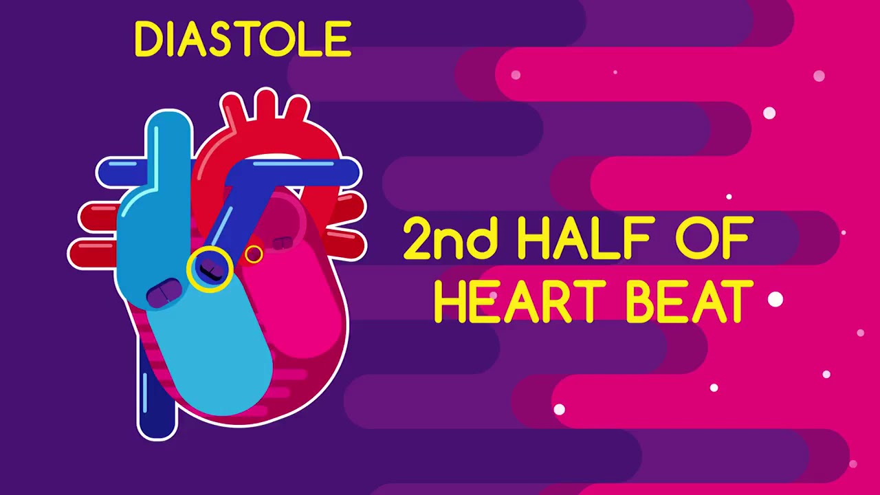 Heartbeat and Pulse Physiology Biology FuseSchool YouTube