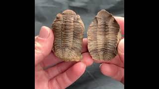 Trilobite fossil approximately 400 million years old 😲