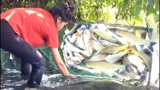 The village girl used many simple methods to catch many big fish