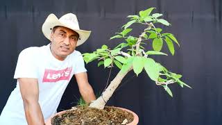 Ficus Virens Bonsai First Styling