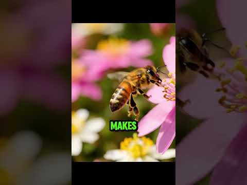 Bees Don’t Just