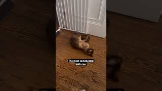 Has to be exhausted #catfacts #felinebehavior