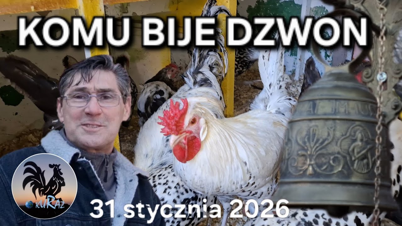 Kury i kurczaki razem *Dzwon  w ogrodzie * 31.01.2026
