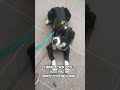 Che approccio usi per la prevenzione del tuo pet?