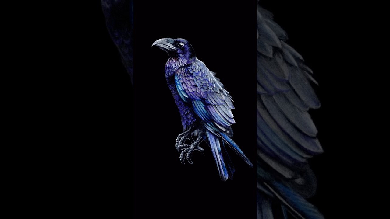 PAUL J MOREHEAD ANIMAL ILLUSTRATIONS