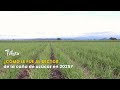 ¿Cómo le fue al sector de la caña de azúcar en 2025?- TvAgro por Juan Gonzalo Angel