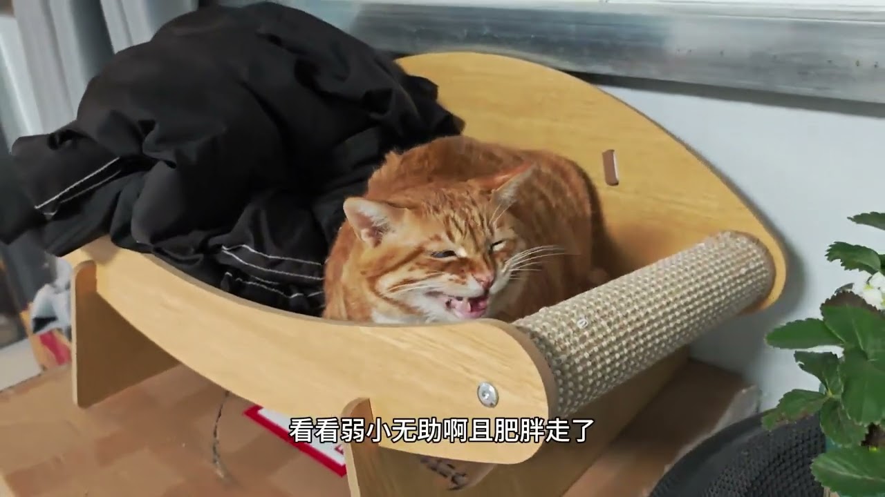 即使是狂风暴雨，依旧阻挡不了小猫翻山越岭去探险#萌宠出道计划 #猫咪的迷惑行为 #猫咪 #毛孩子的日常 #喵星人的日常