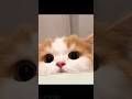 Top funny cute kitten random viral clips shortsamazing funnycatreels trending