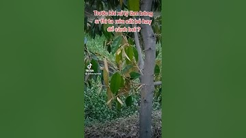 Trước khi làm bông sầu riêng thì ta nên cắt bỏ hay để cành bơi??