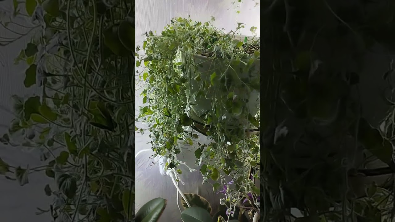 Мои комнатные цветы, и не только о них.