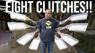 PULLING 8 CLUTCHES OF SNAKE EGGS!! | BRIAN BARCZYK