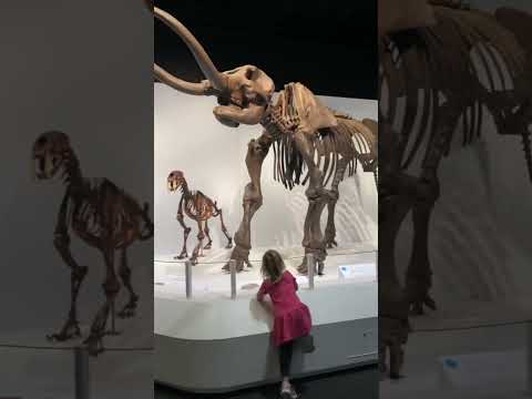 Video: Natuurmuseum van Denver & Wetenschap