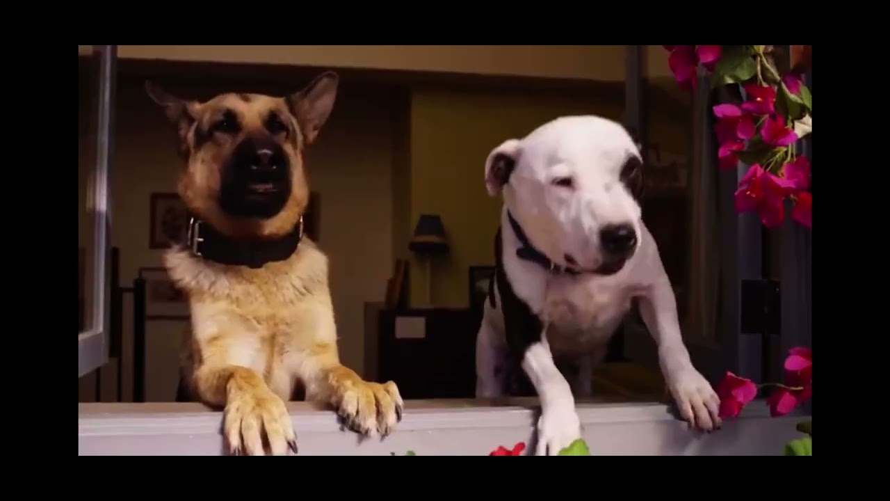Beverly Hills Chihuahua 2 2011 defending the house - YouTube