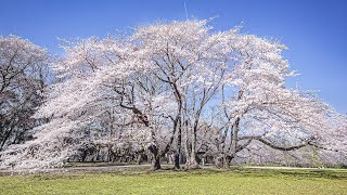 [4K] おうちでお花見 東京砧公園の桜 - Cherry Blossoms at Kinuta Park Tokyo - (shot on BMPCC6K)