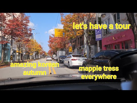 mapple tress is everywhere.