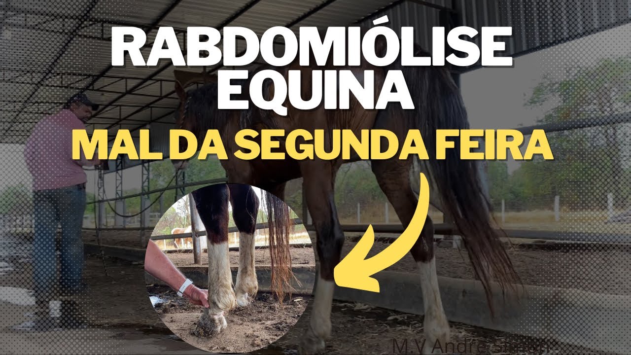 Rabdomiólise por esforço em Equinos | André Simon vet