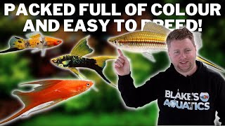 How to Keep Happy, Healthy Swordtails - Swordtail Fish Care and Breeding Guide