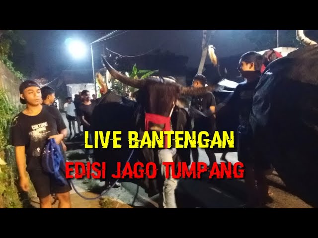 Live Bantengan‼️Edisi Jago - Tumpang❗ class=