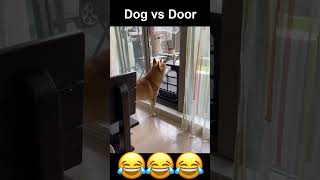 Shiba Inu vs Door #shorts #dog