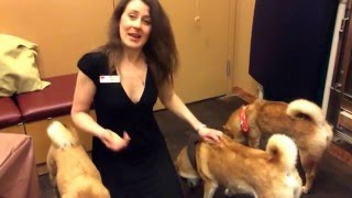 Dr. Schell a Calgary Vet discusses the Breed Shiba Inu