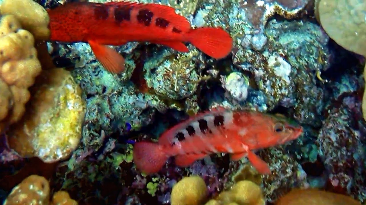 Blacktip grouper (Epinephelus fasciatus), Полосатый групер