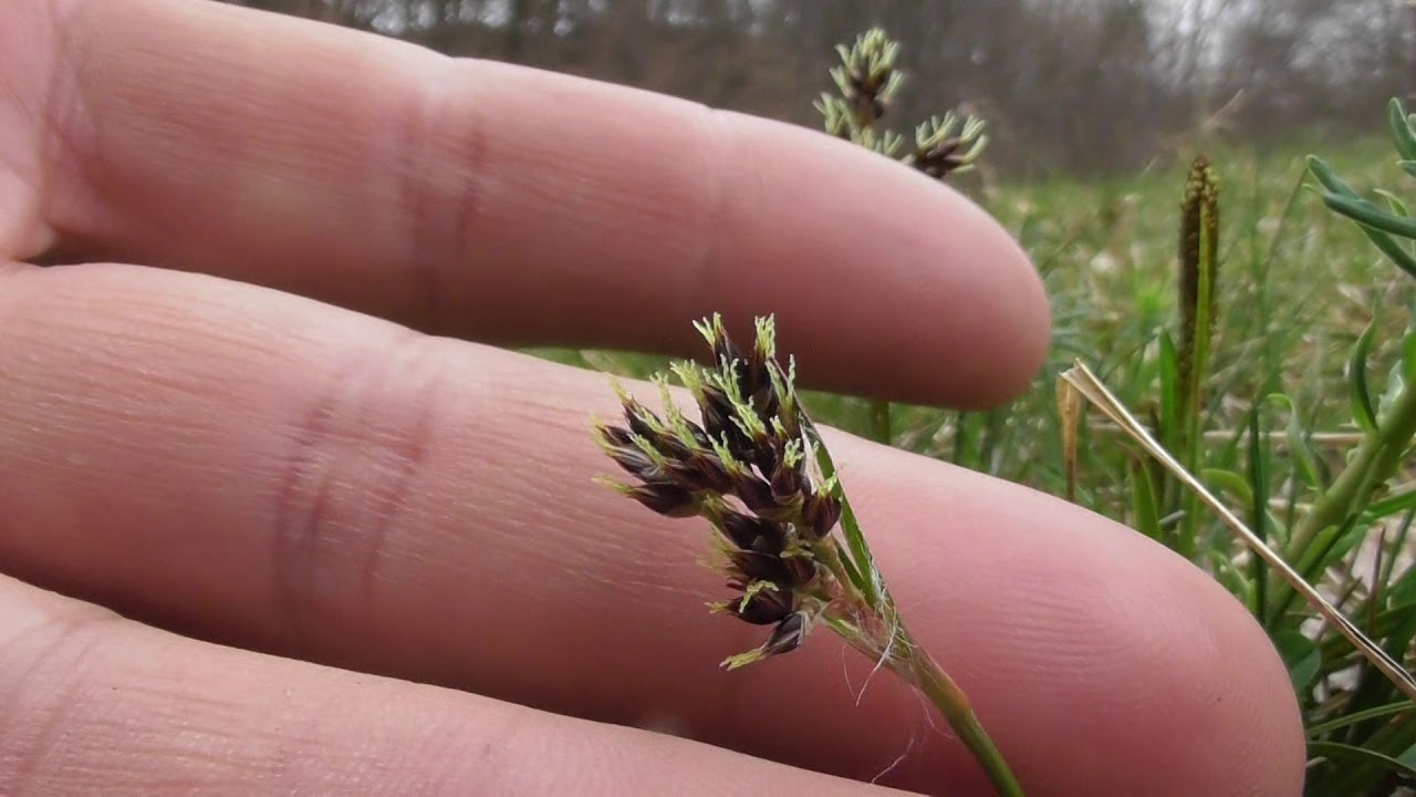 Luzula campestris, commonly known as field wood-rush, Good Friday grass or sweep's brush
