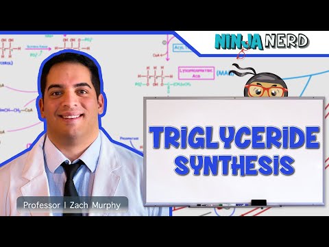 Video: Hvilken proces beskriver syntesen af triglycerider?