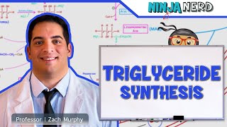 Metabolism | Triglyceride Synthesis