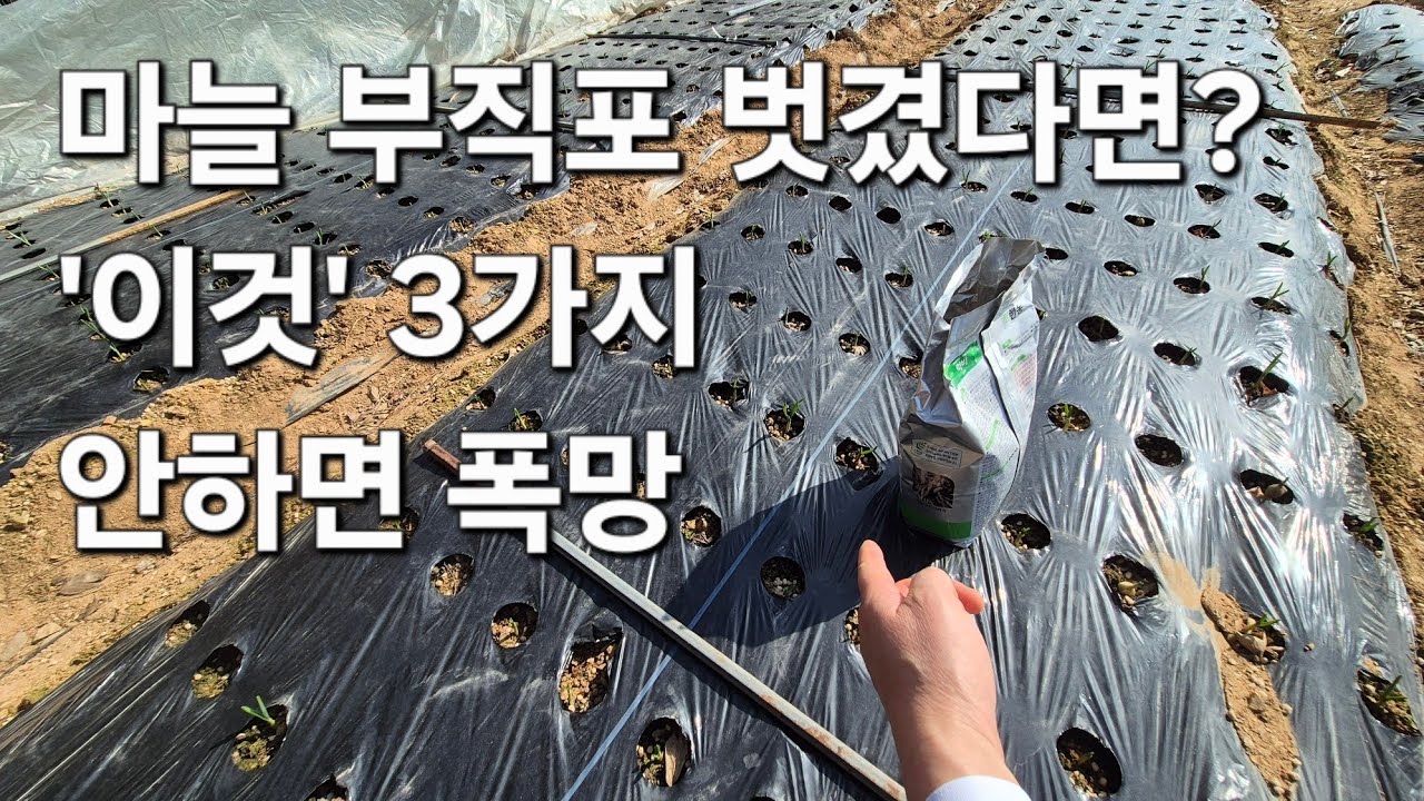 마늘 부직포 걷자마자 할 일 3가지. 이것 안하면 마늘 농사 시작부터 삐걱!