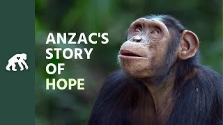 Get to Know Anzac's Tchimpounga Sanctuary Story of Hope