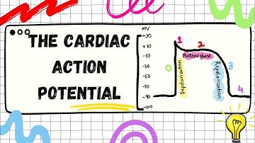 Physiology of Action Potential | Action Potential in Cardiac Muscle | CVS Physiology