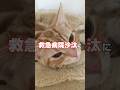 おいどんの昔話…もっちゃんをお迎えしたら救急病院沙汰に!?🙀 #猫