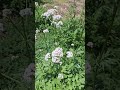 Valerian Tincture: Natural Sleep Aid 🌿