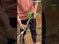 Fruit Tree Branch Bending Skills