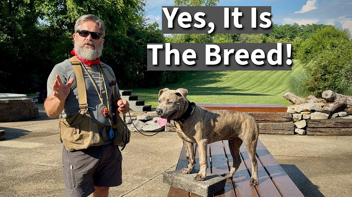 Pit Bull Attacks Baby | Is It The Breed or the Environment?