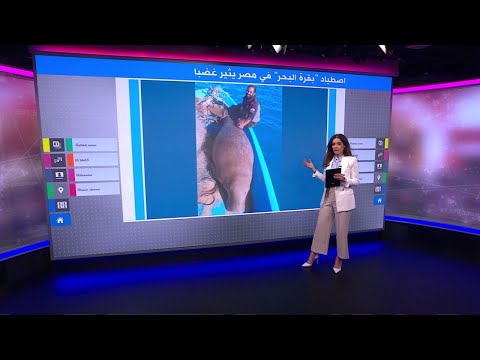 اصطياد بقرة البحر في مصر يثير غضبا