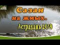 Сазан на жмых. Рыбалка Астрахань 2019. База Фортуна.