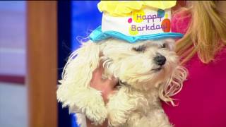 February 10, 2017 - Louis Birthday End Of Show