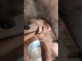 Top Quality Milking Buffalo 😍 Do Subscribe and Like &amp; Share