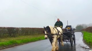 Retraining a working farm horse after a bolting incident at home
