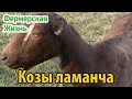 Козы ламанча