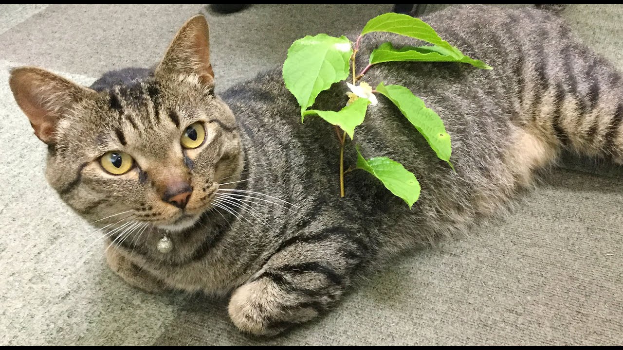 ニャン様のご褒美【またたび】(葉)乾燥 約5g | 天空彩園