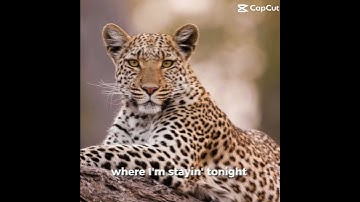 Template cause I’m too lazy to actually make a real edit