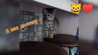 Котенок Чупик Говорит - Я Тебя Достану 🐈♥️🐾🐾