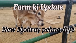 Aj bachron ko new mohray dalay 🤷 | karahi khai 🤷 | Farm update | #cattlemarketkarachi #armaani