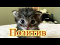 Смешное про животных|Приколы с котами| Видео про котов| Кошки|Позитив|Создай себе хорошее настроение