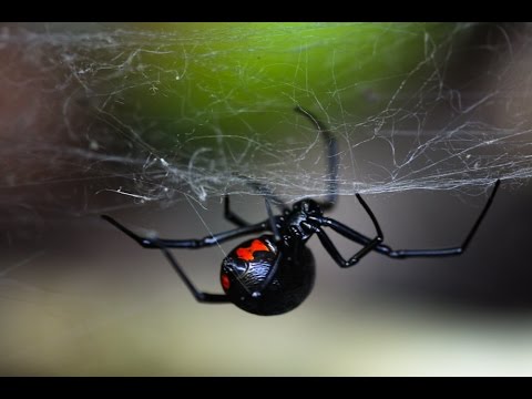 Паук Черная вдова (лат. Latrodectus mactans)